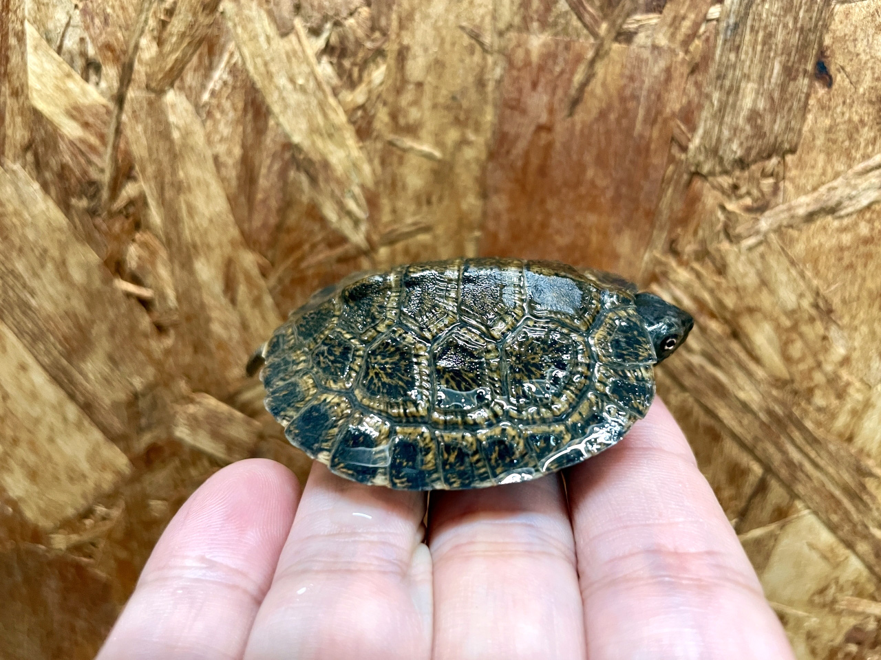 モリイシガメ(2)