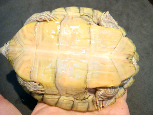 ニセチズガメ(7)