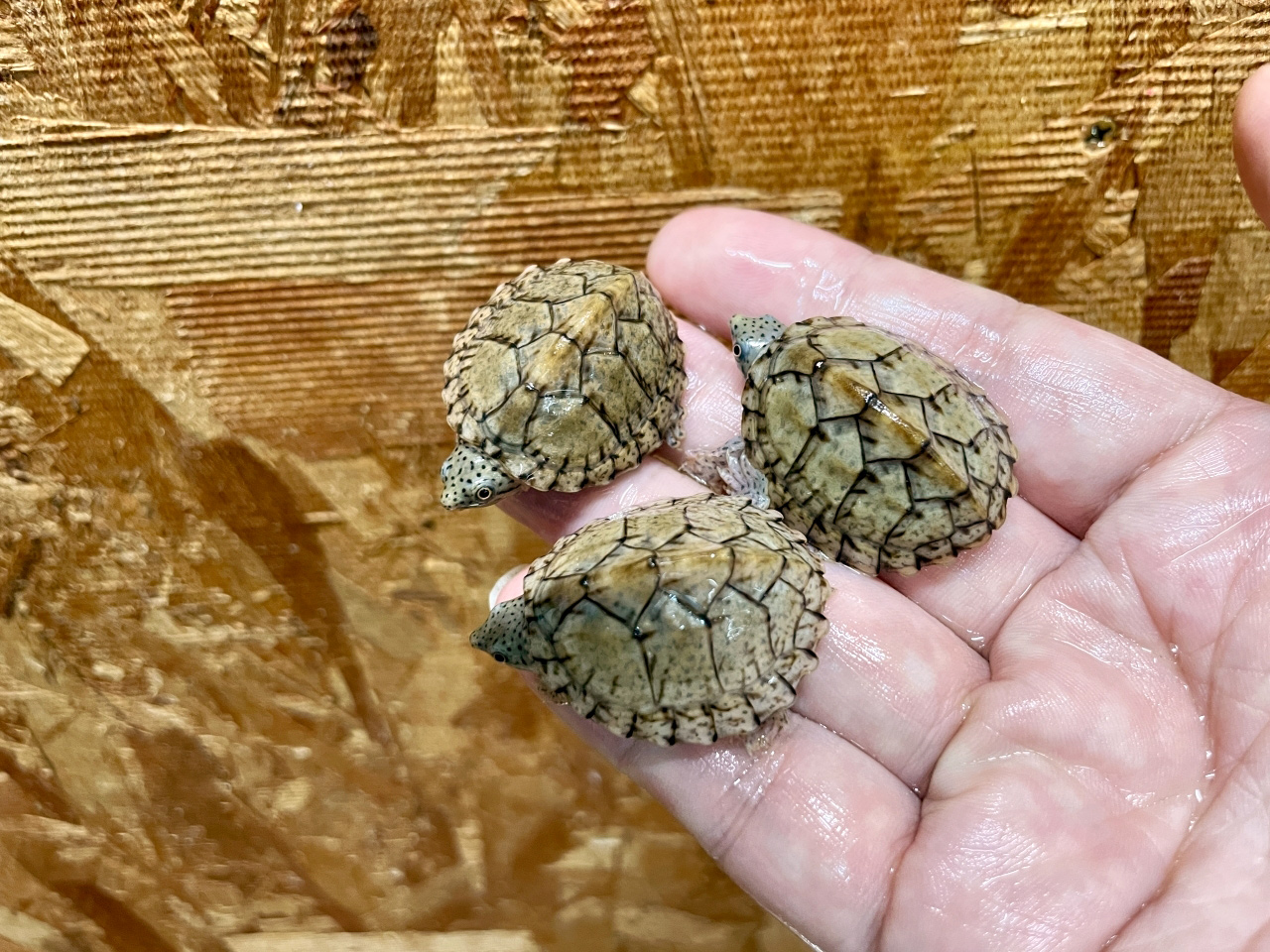 カブトニオイガメ(3)