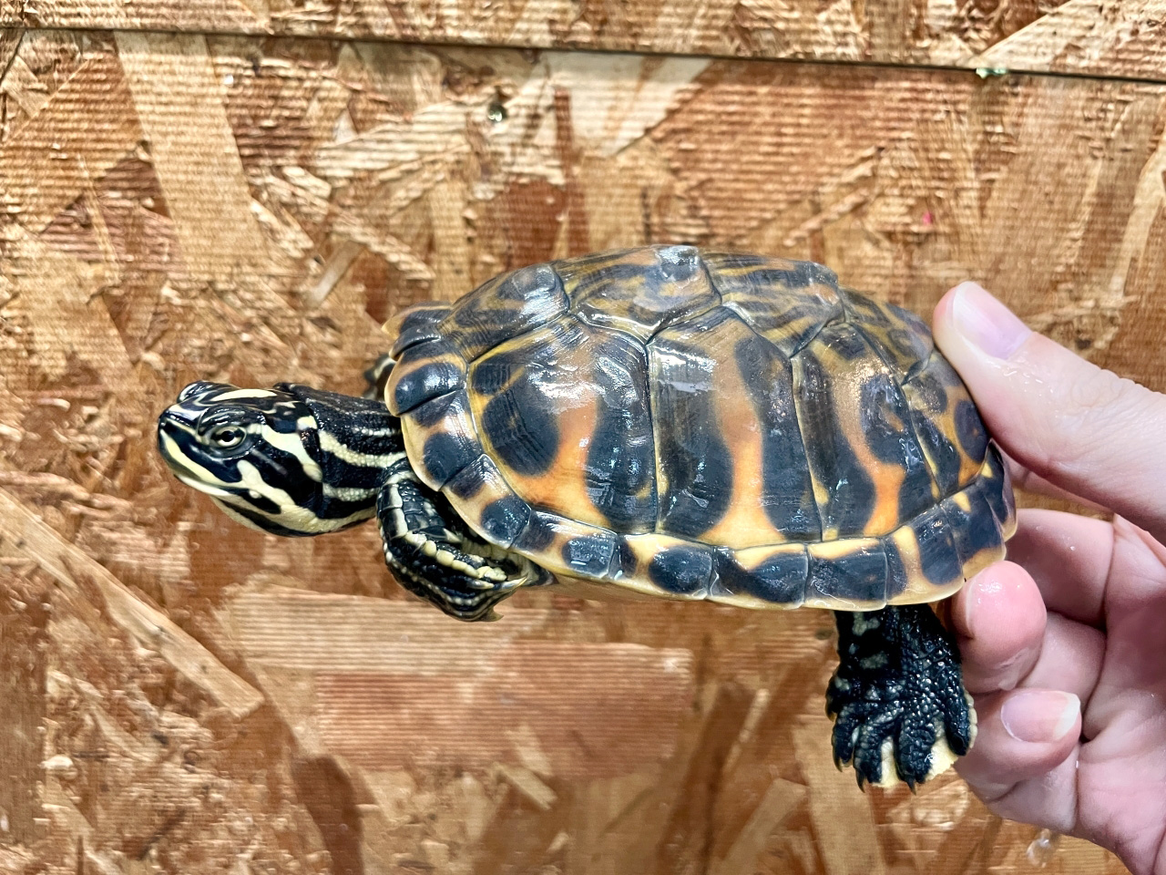 フロリダアカハラガメ(8)