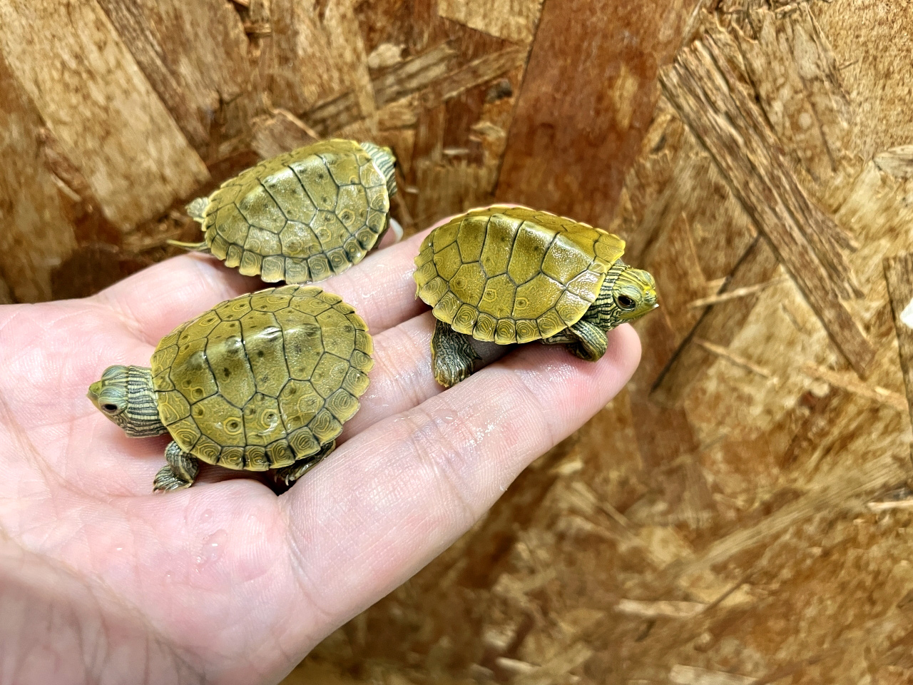 ヒラチズガメ(1)