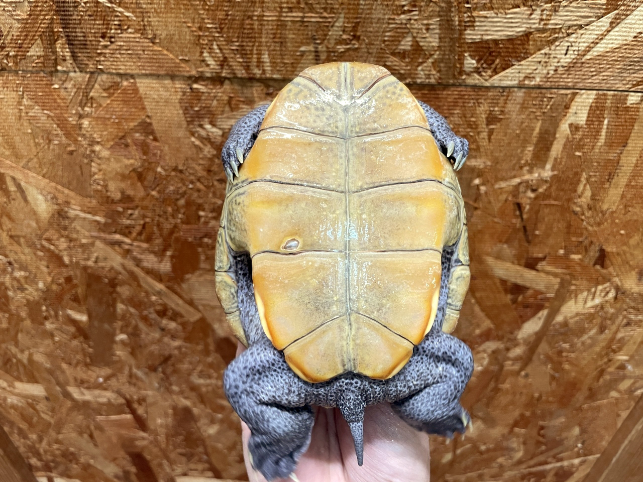 カロリナダイヤモンドバックテラピン(4)