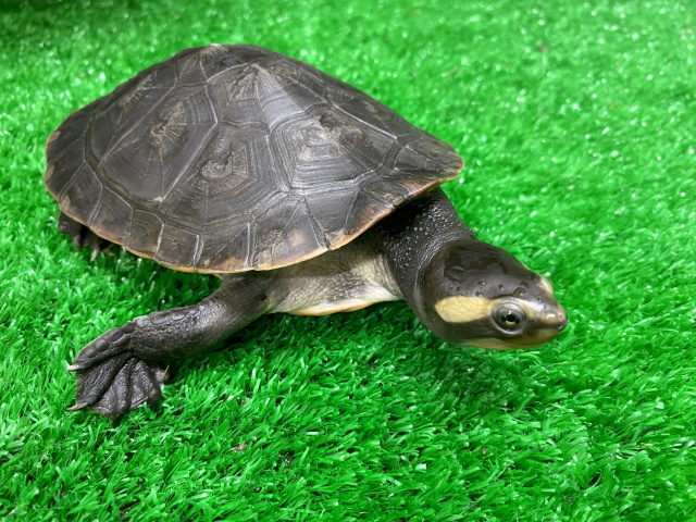 ニシキマゲクビガメ