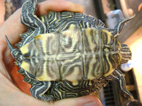 デルタクロコブチズガメ(8)
