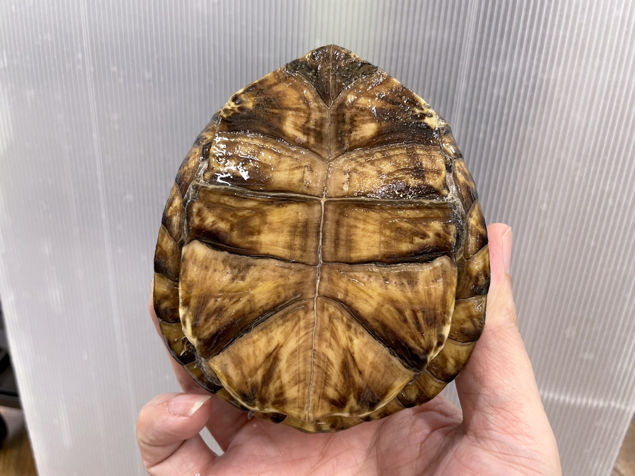 トウブハコガメ(8)