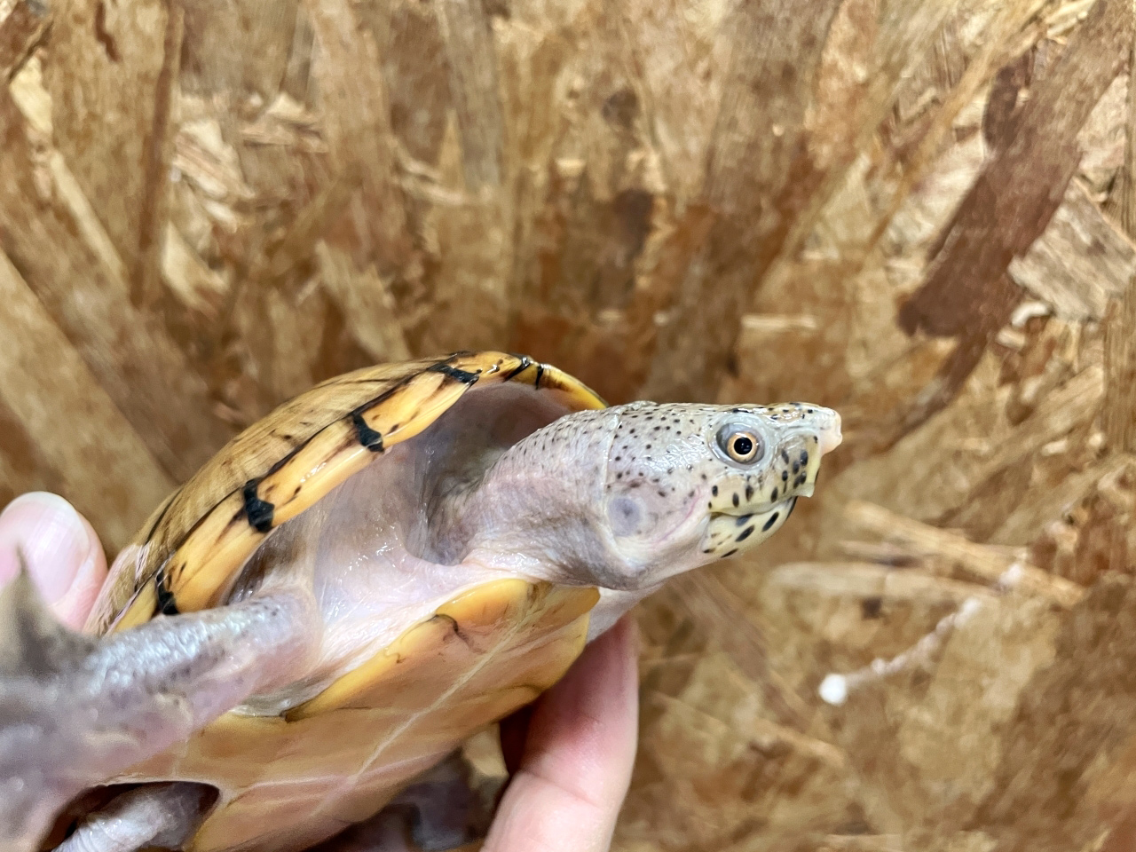 オオアタマヒメニオイガメ(7)