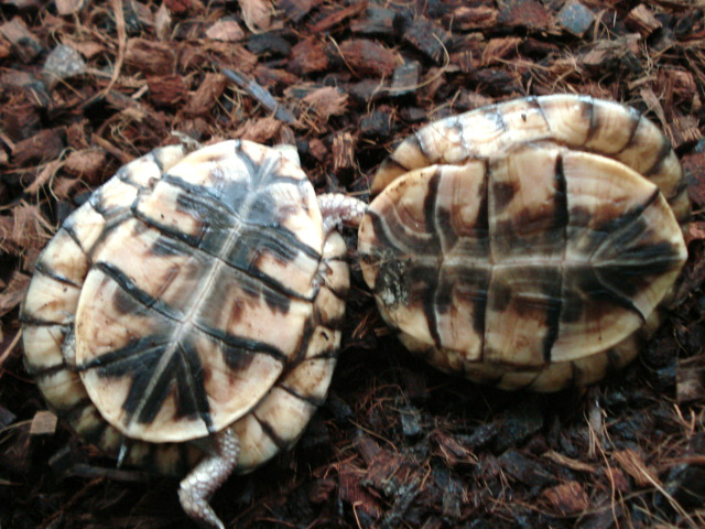 メキシコハコガメ(12)
