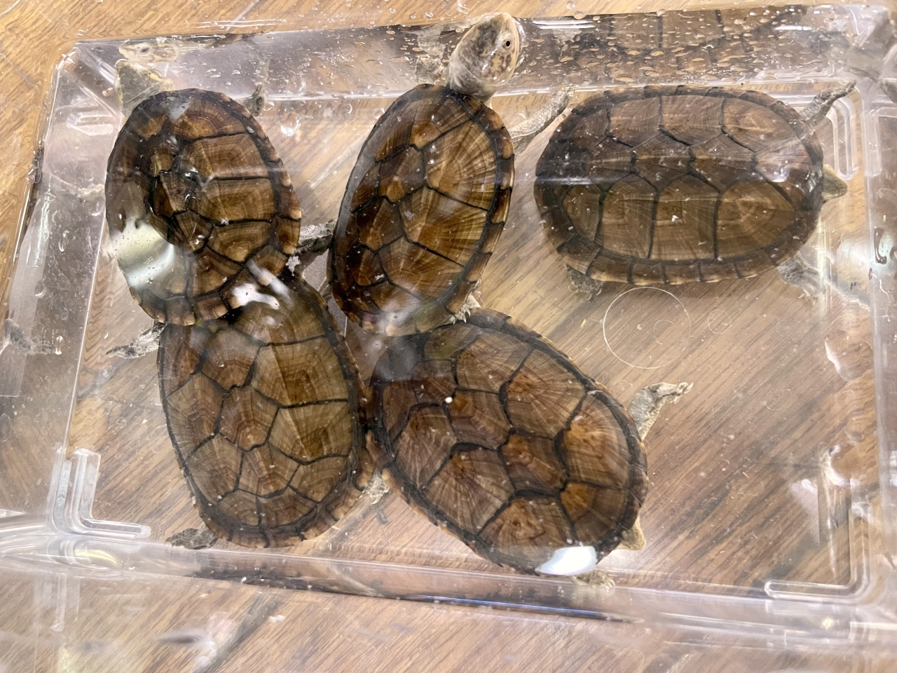 ホオアカドロガメ(6)