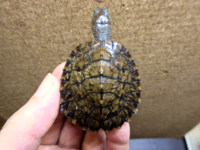 シロガオカブトガメ(6)