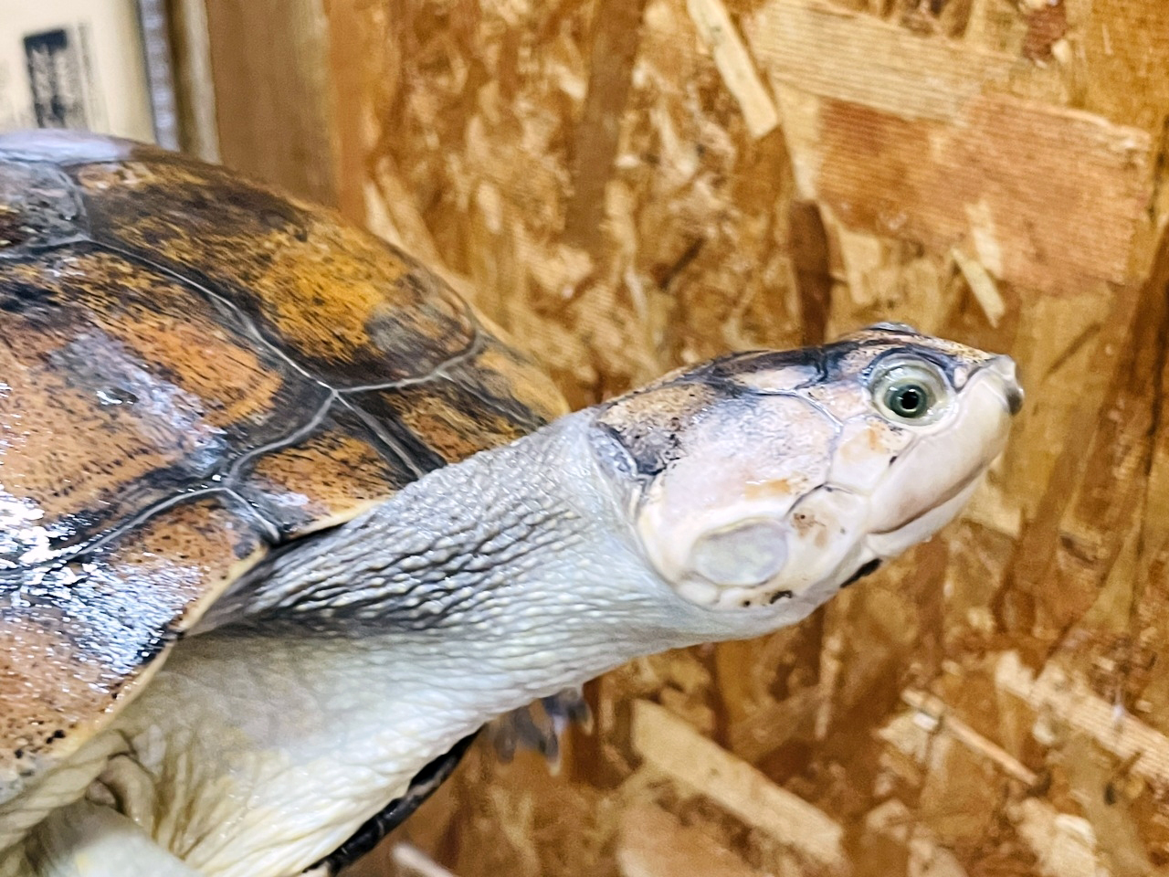 サバンナヨコクビガメ(3)