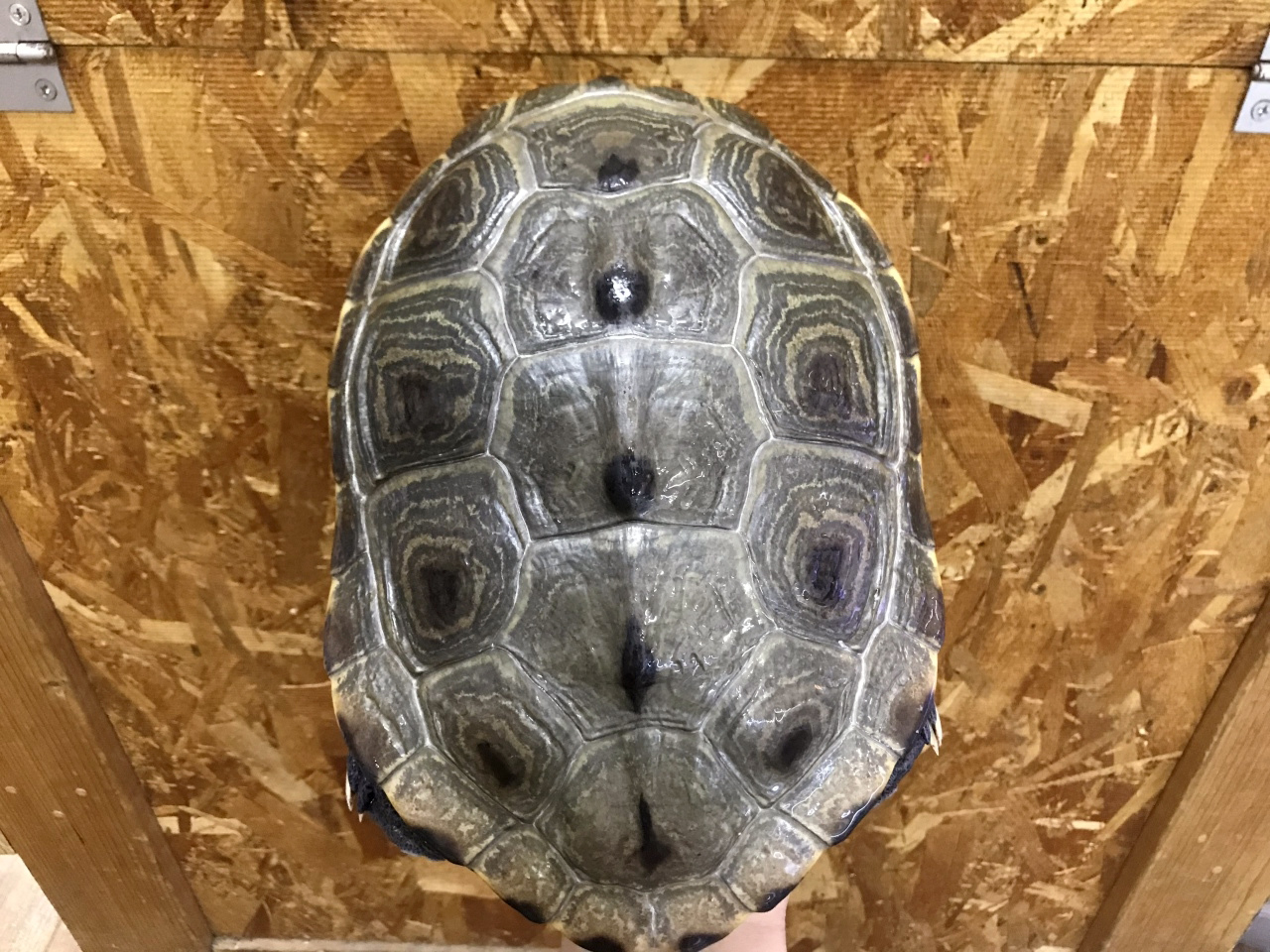 ノーザンダイヤモンドバックテラピン(6)