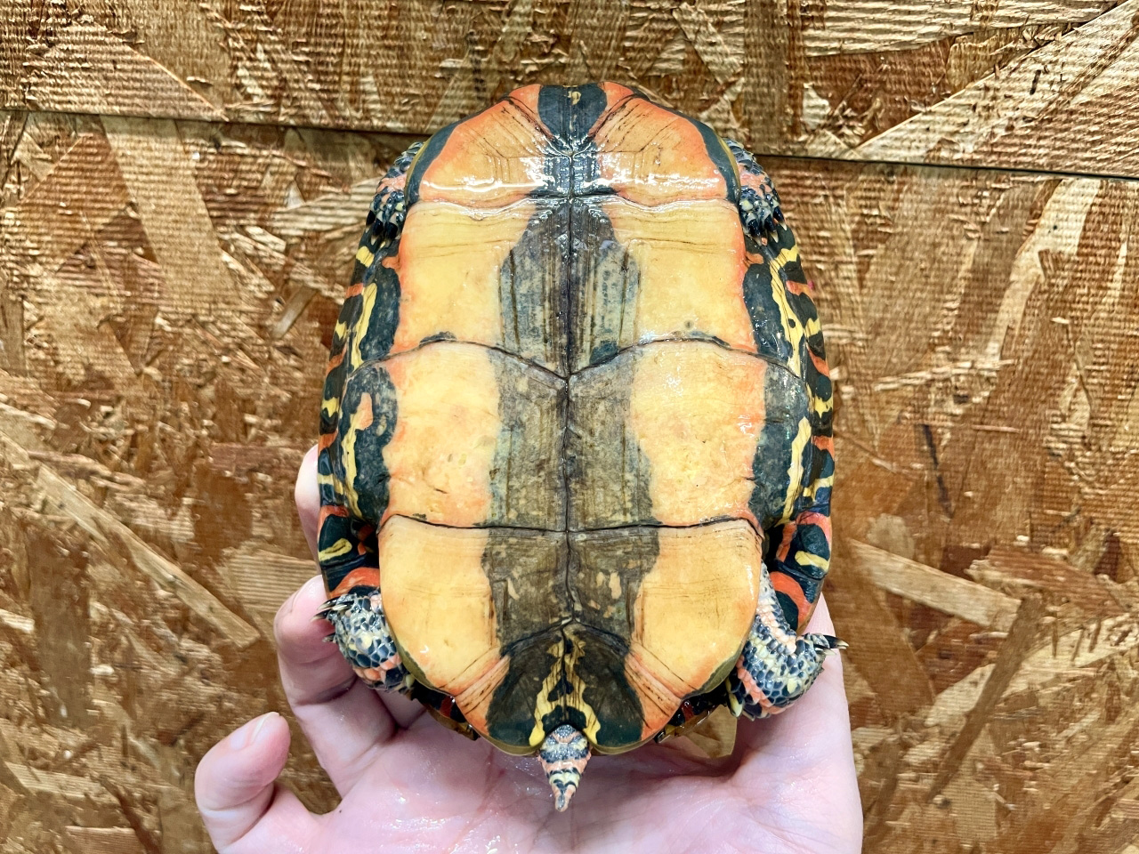 コスタリカアカスジヤマガメ(9)