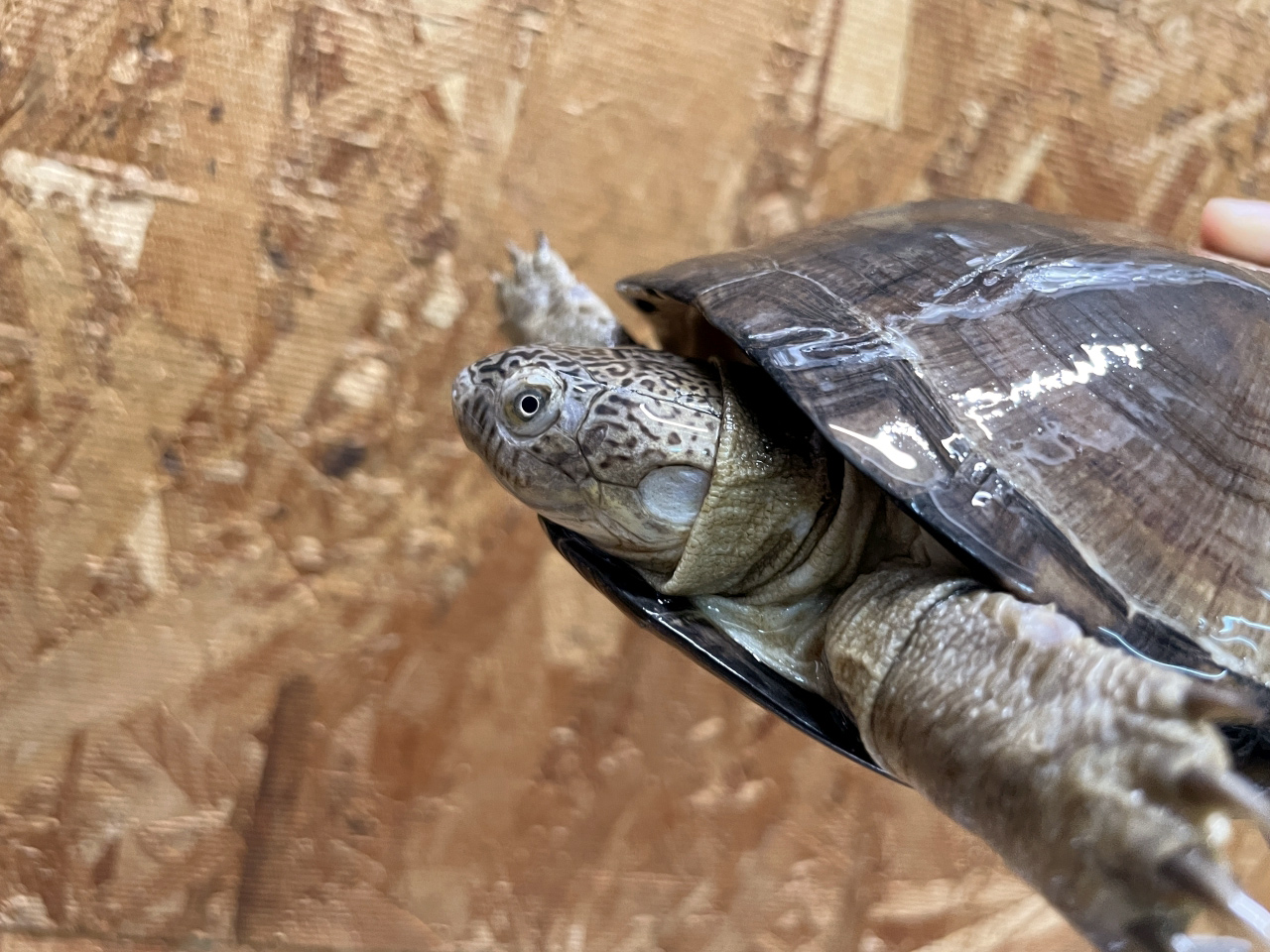 クリイロハコヨコクビガメ(2)