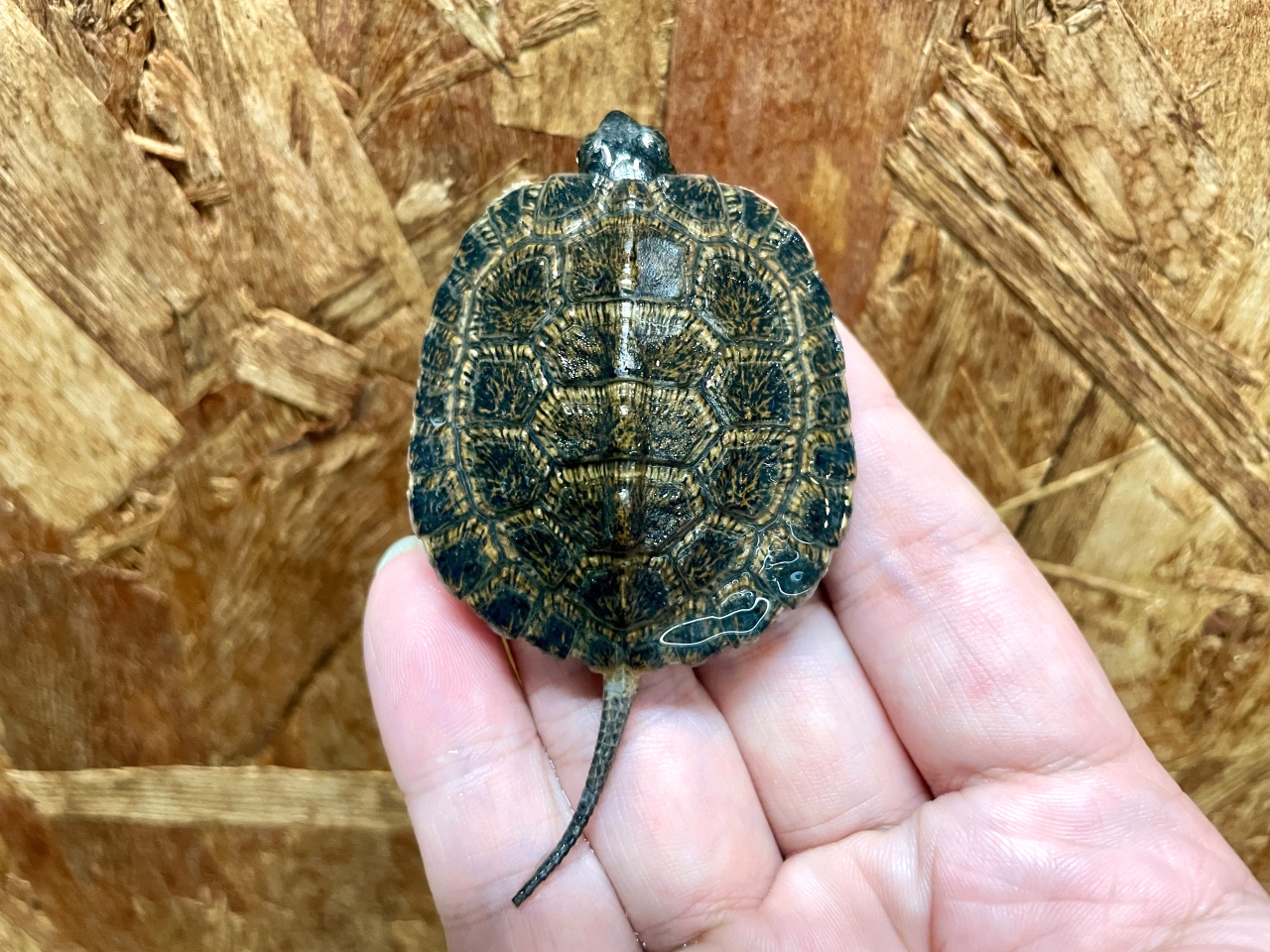 モリイシガメ(1)