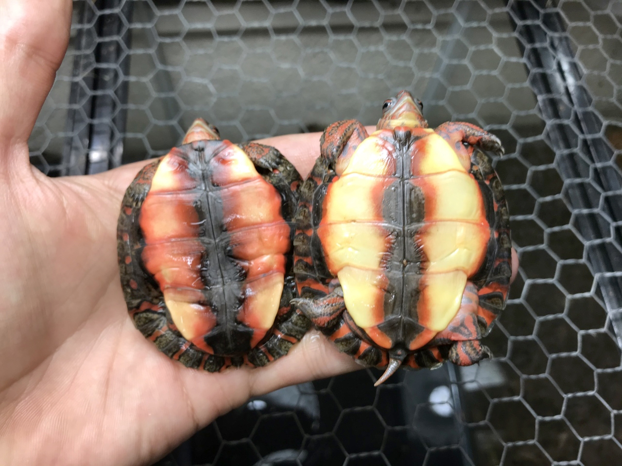 グァテマラアカスジヤマガメ(6)