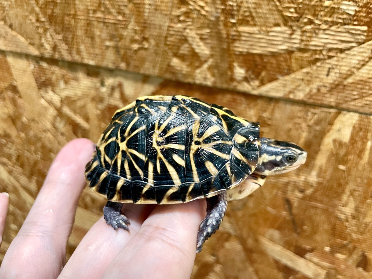 フロリダハコガメ(6)