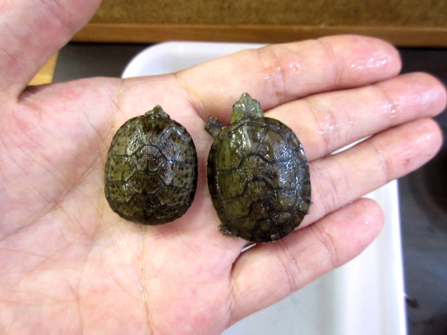 ホオアカドロガメ(10)