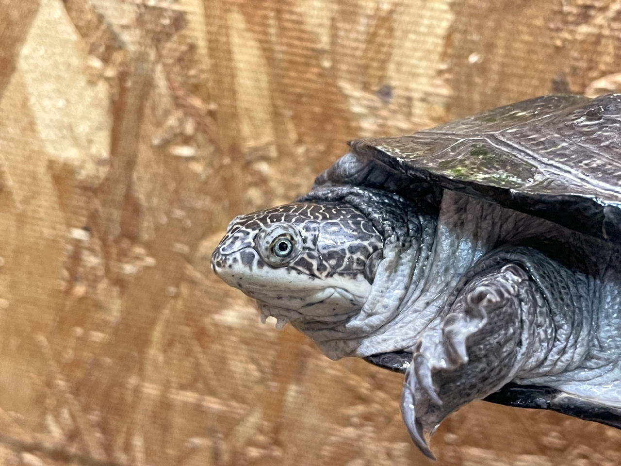 トゥルカナハコヨコクビガメ(3)