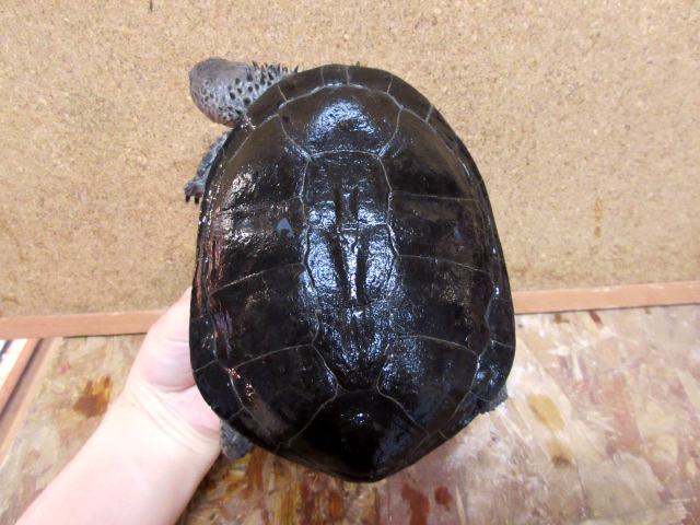 クロハラヘビクビガメ(9)