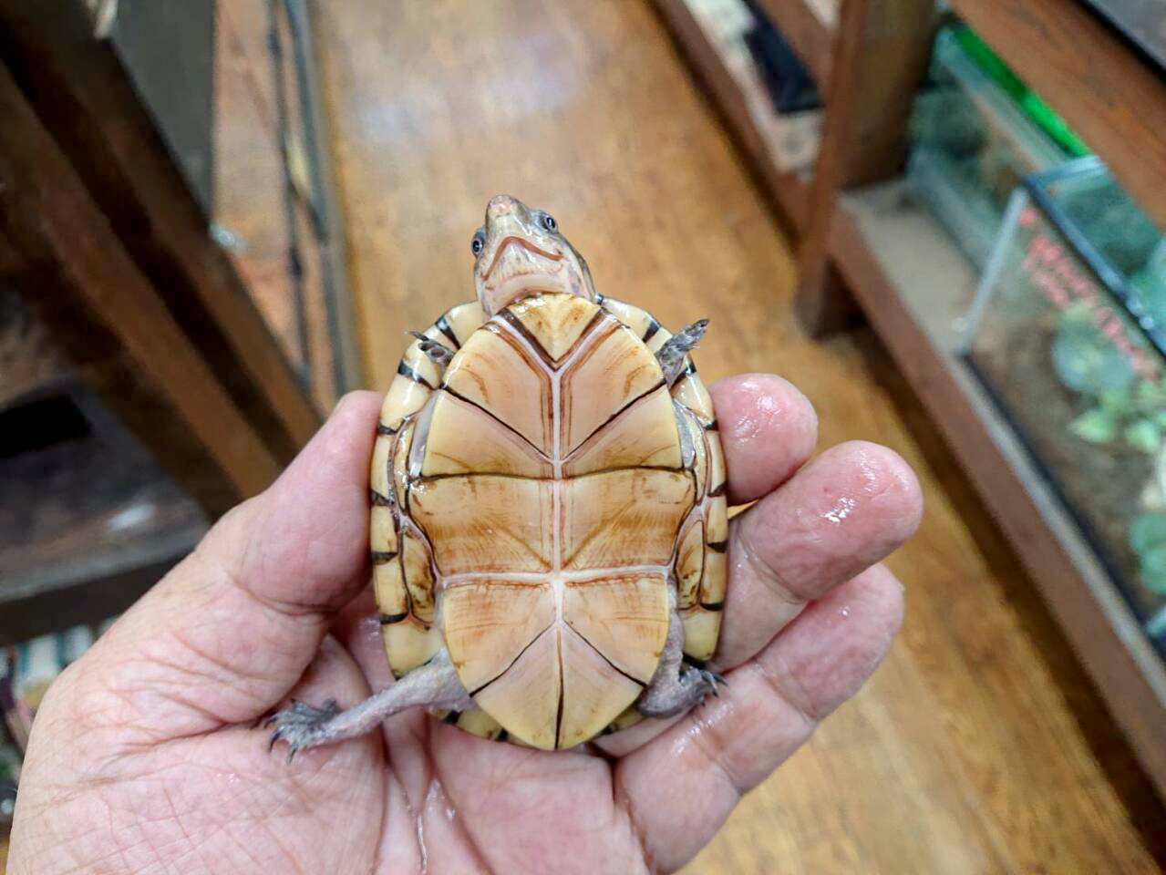 キタシロクチドロガメ(3)