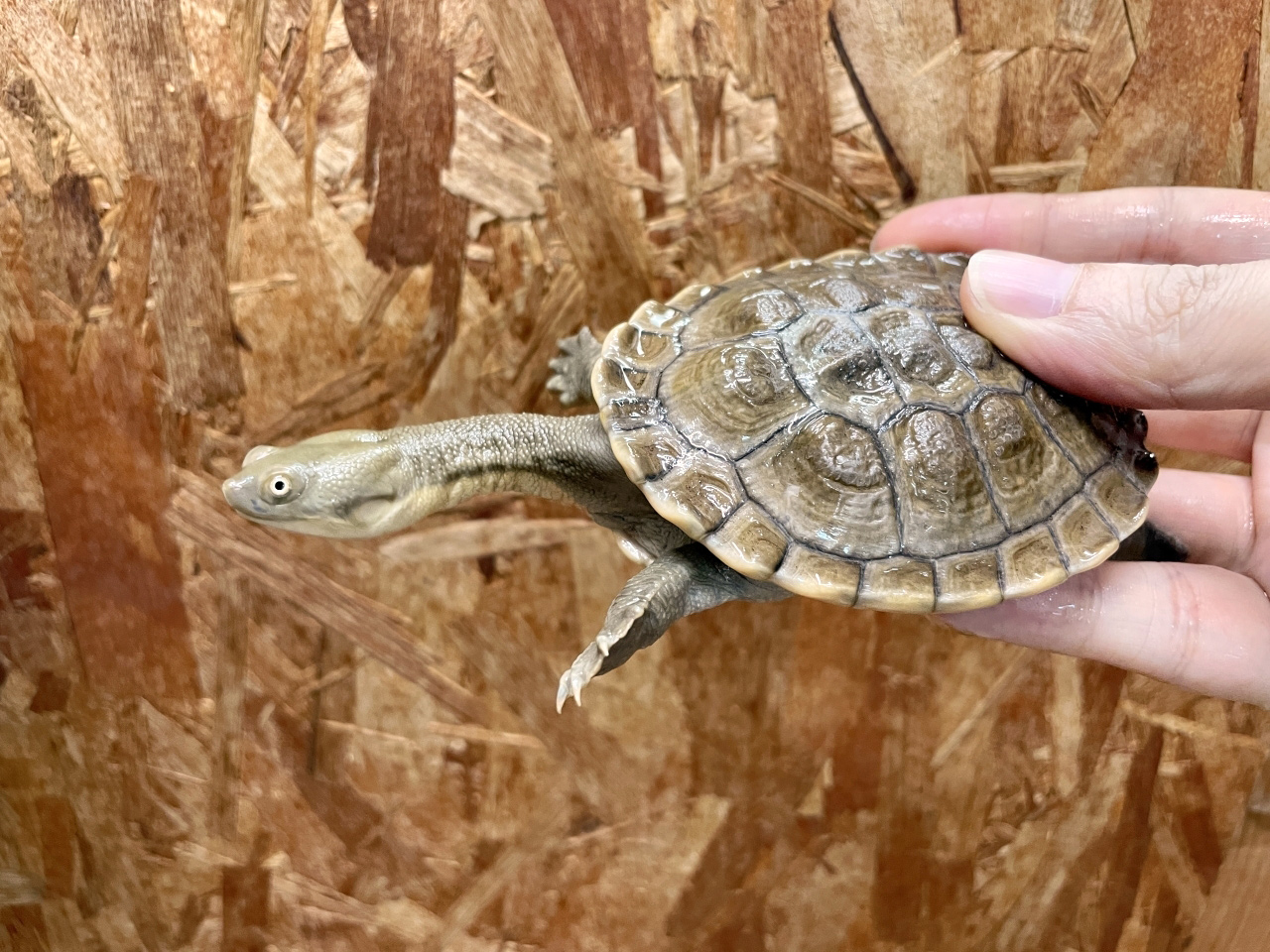 チモールナガクビガメ(1)