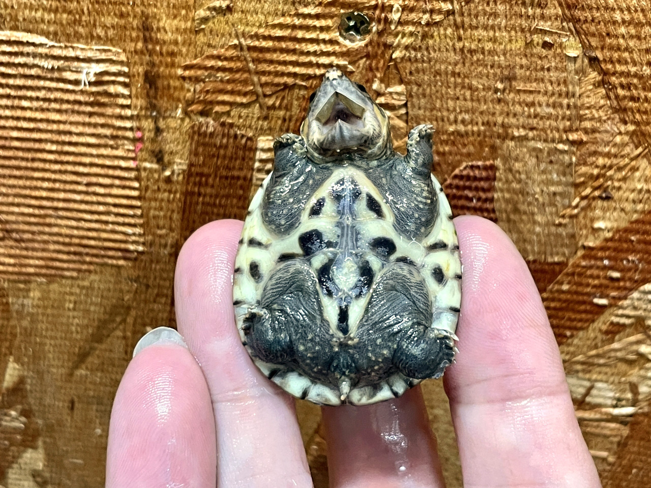 サルビンオオニオイガメ(8)