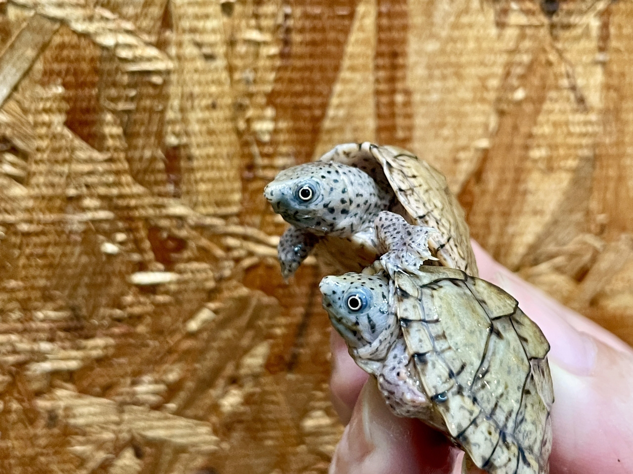 カブトニオイガメ(4)