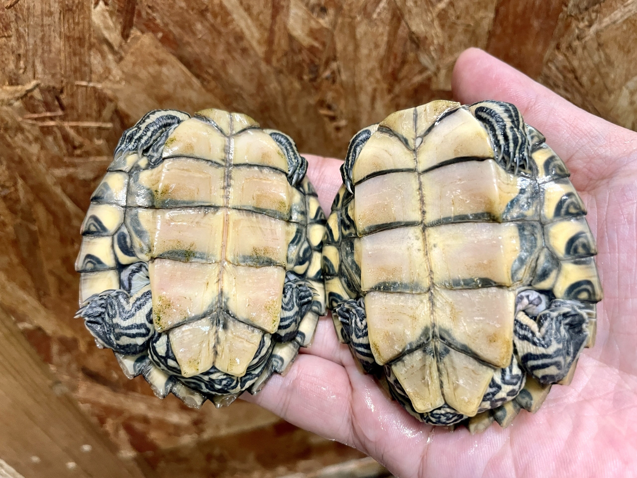 バーバーチズガメ(4)