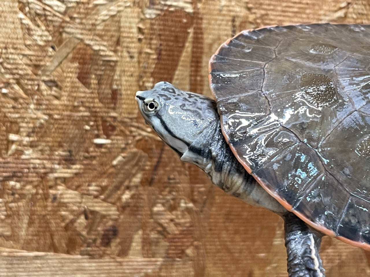 キタジェフロアカエルガメ(11)