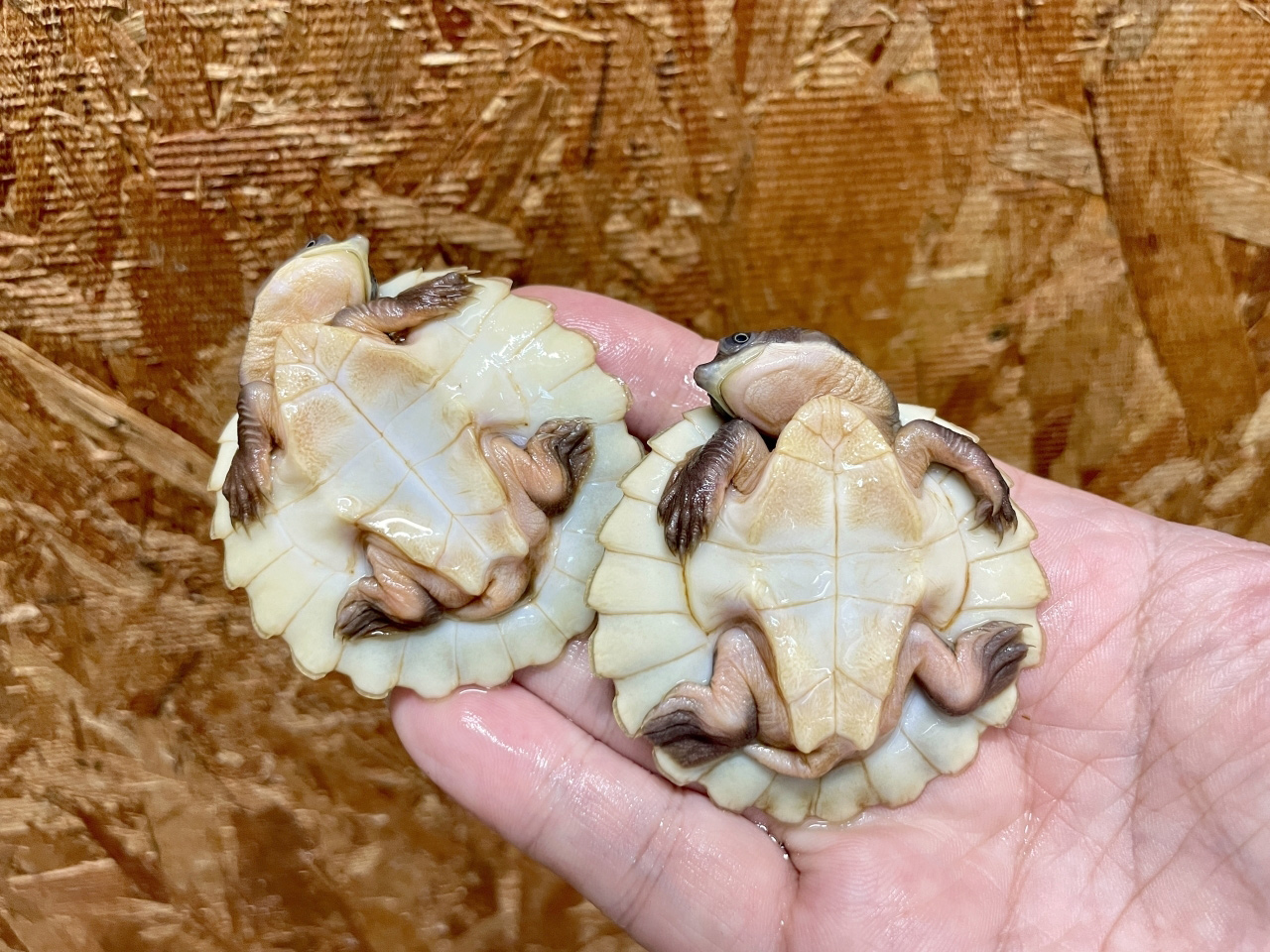 ブランデルカブトガメ(3)