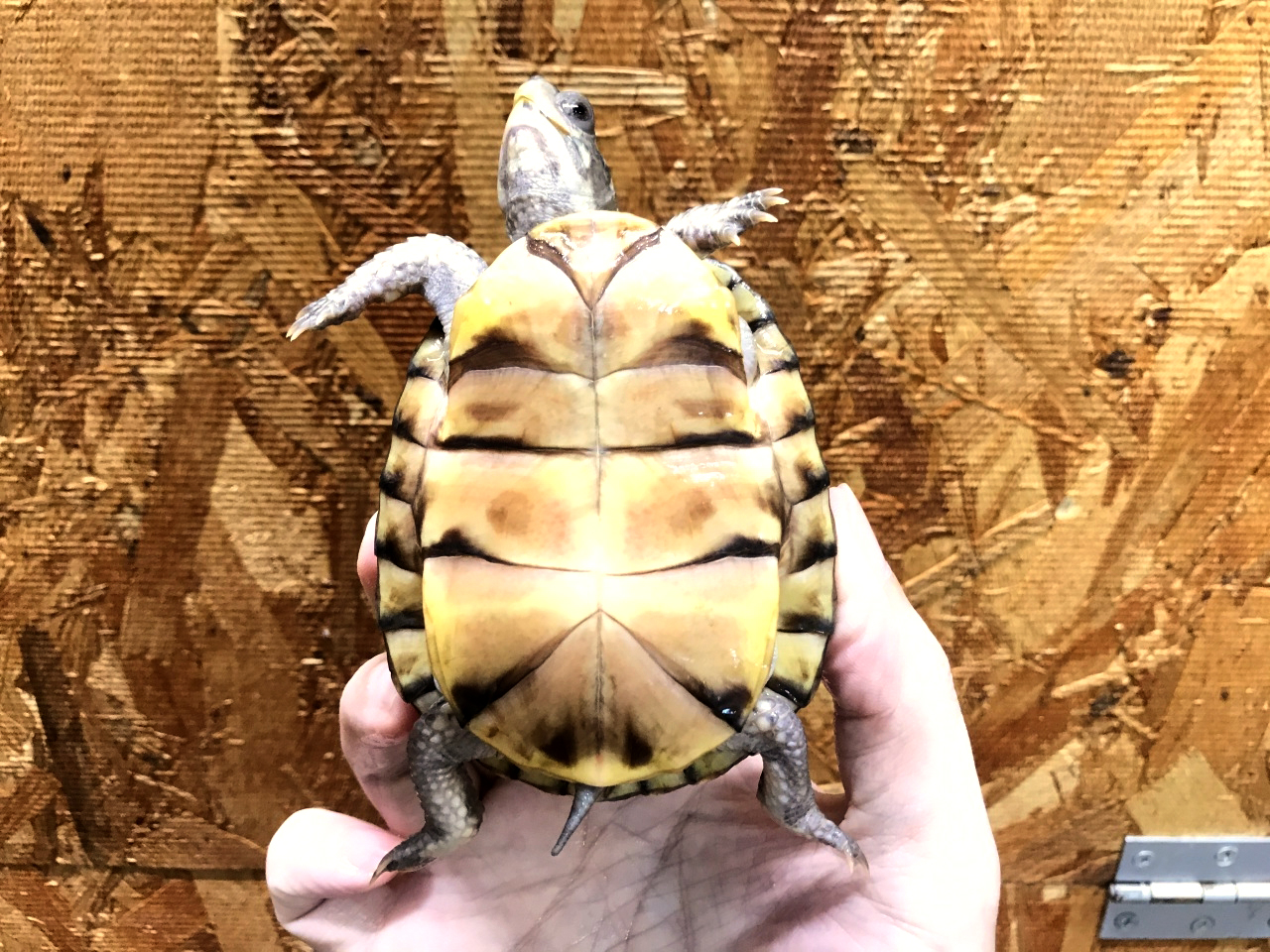 ガルフコーストハコガメ(4)