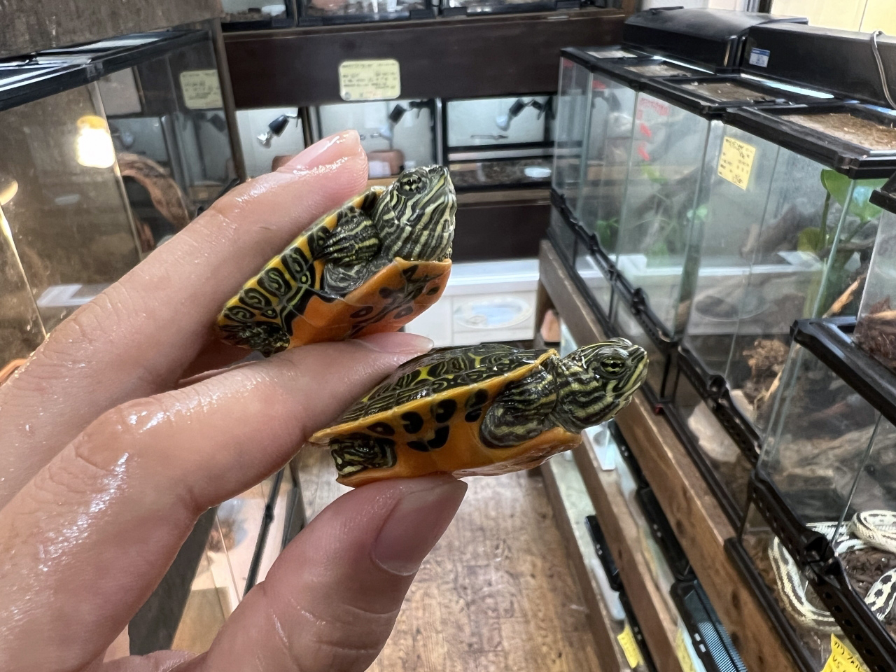 アラバマアカハラガメ(10)