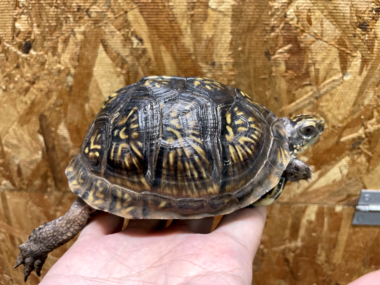 メキシコハコガメ(6)