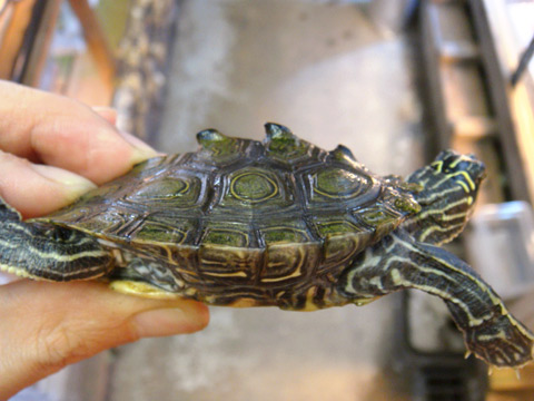 デルタクロコブチズガメ(7)