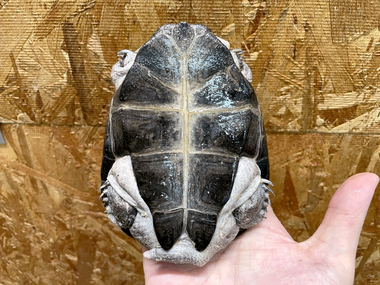 トゥルカナハコヨコクビガメ(4)