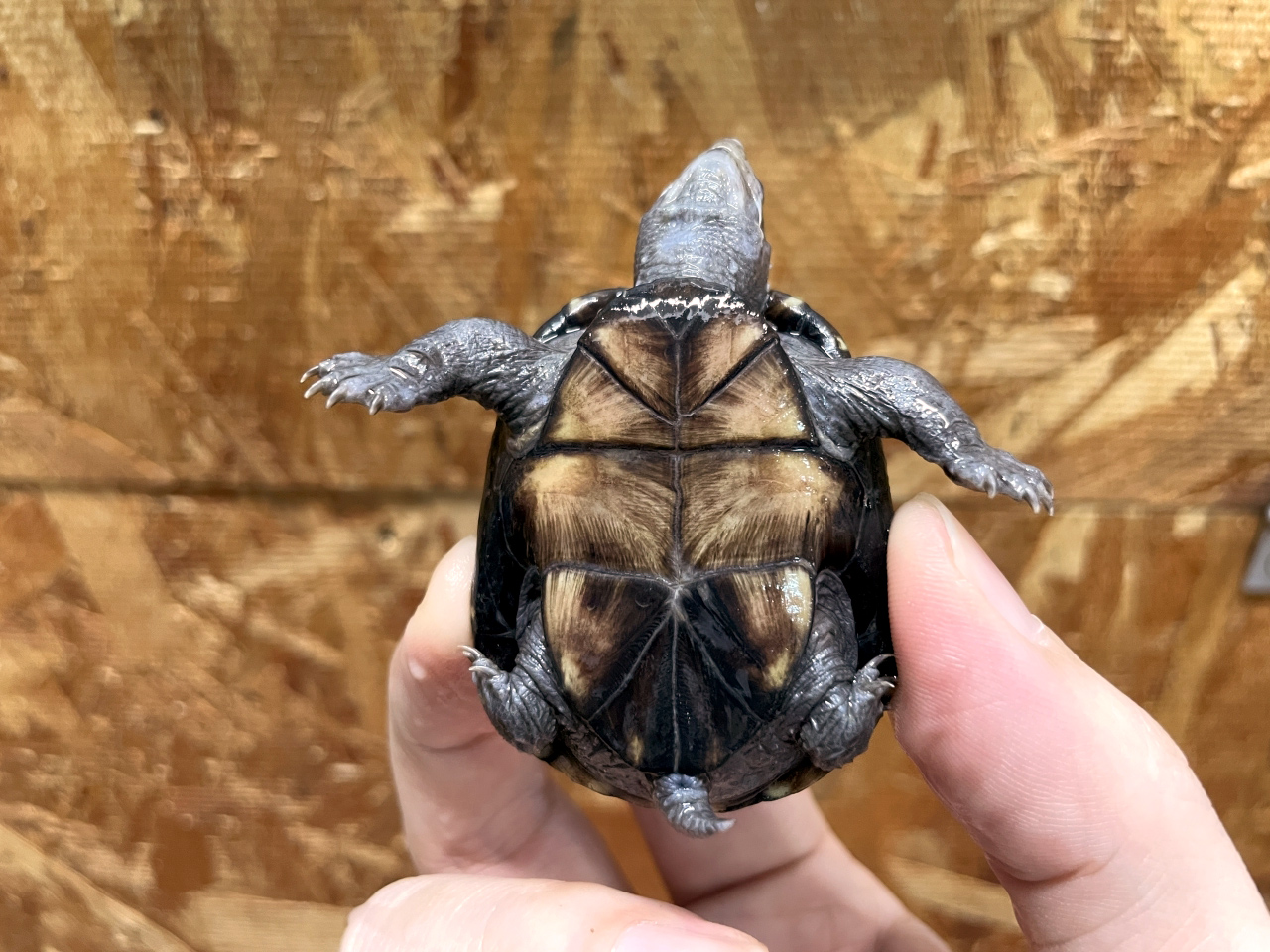 トウブドロガメ(3)