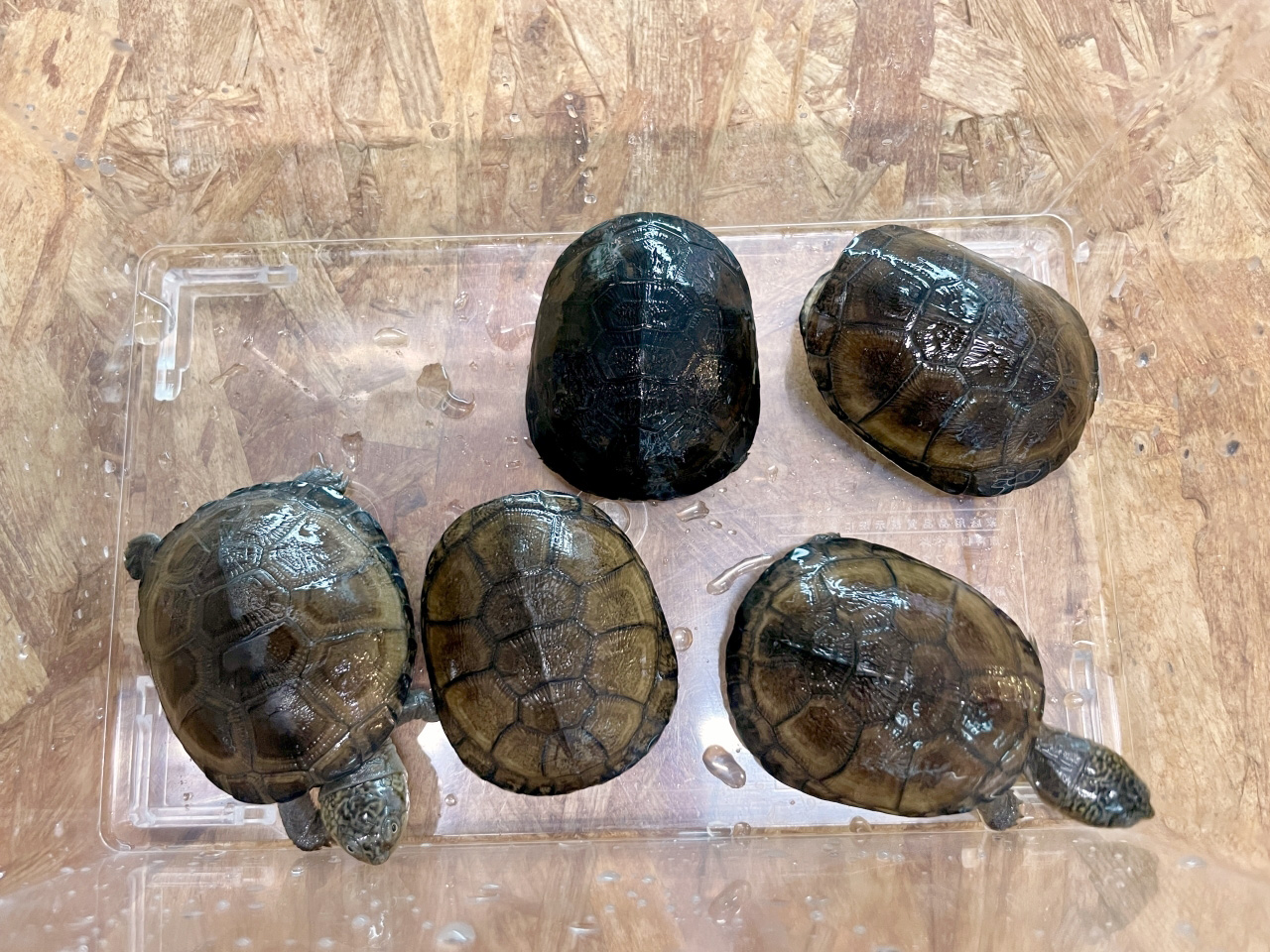 クリイロハコヨコクビガメ(7)