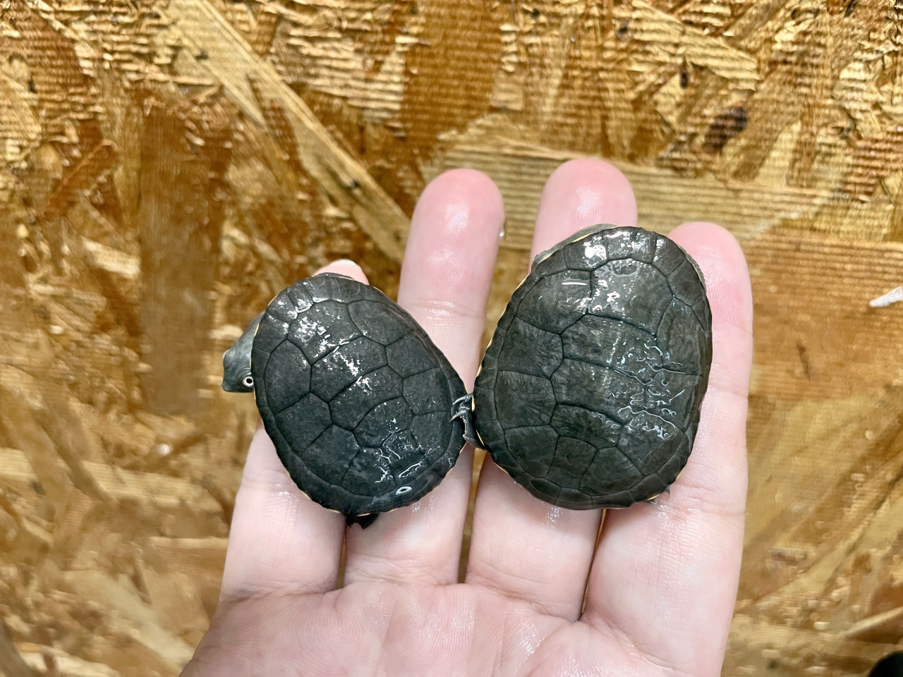 チモールナガクビガメ(6)