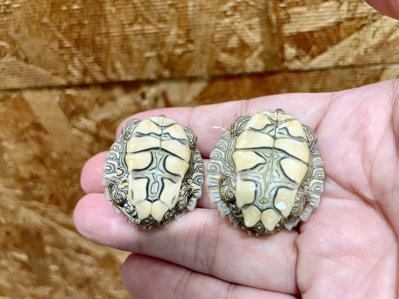 テキサスチズガメ(12)