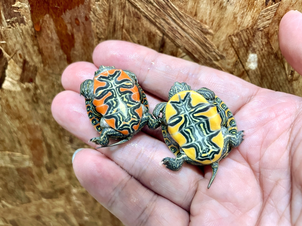 セイブニシキガメ(3)