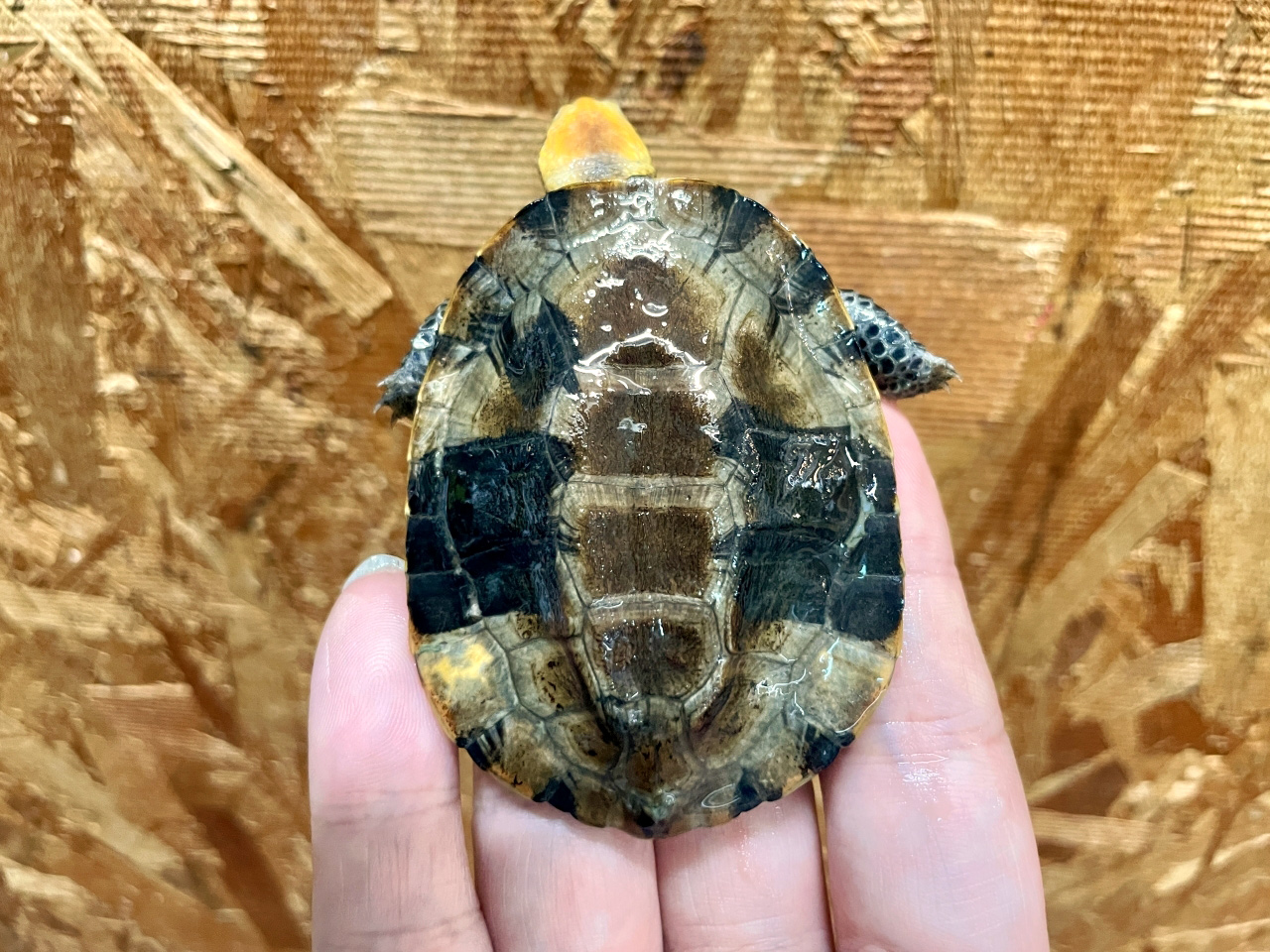 ズアカヒラタヘビクビガメ(5)