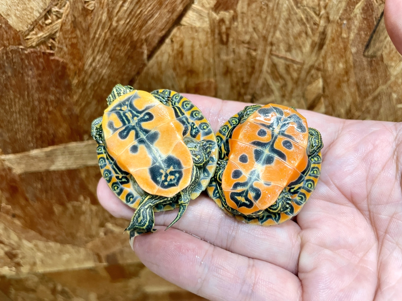 アラバマアカハラガメ(3)