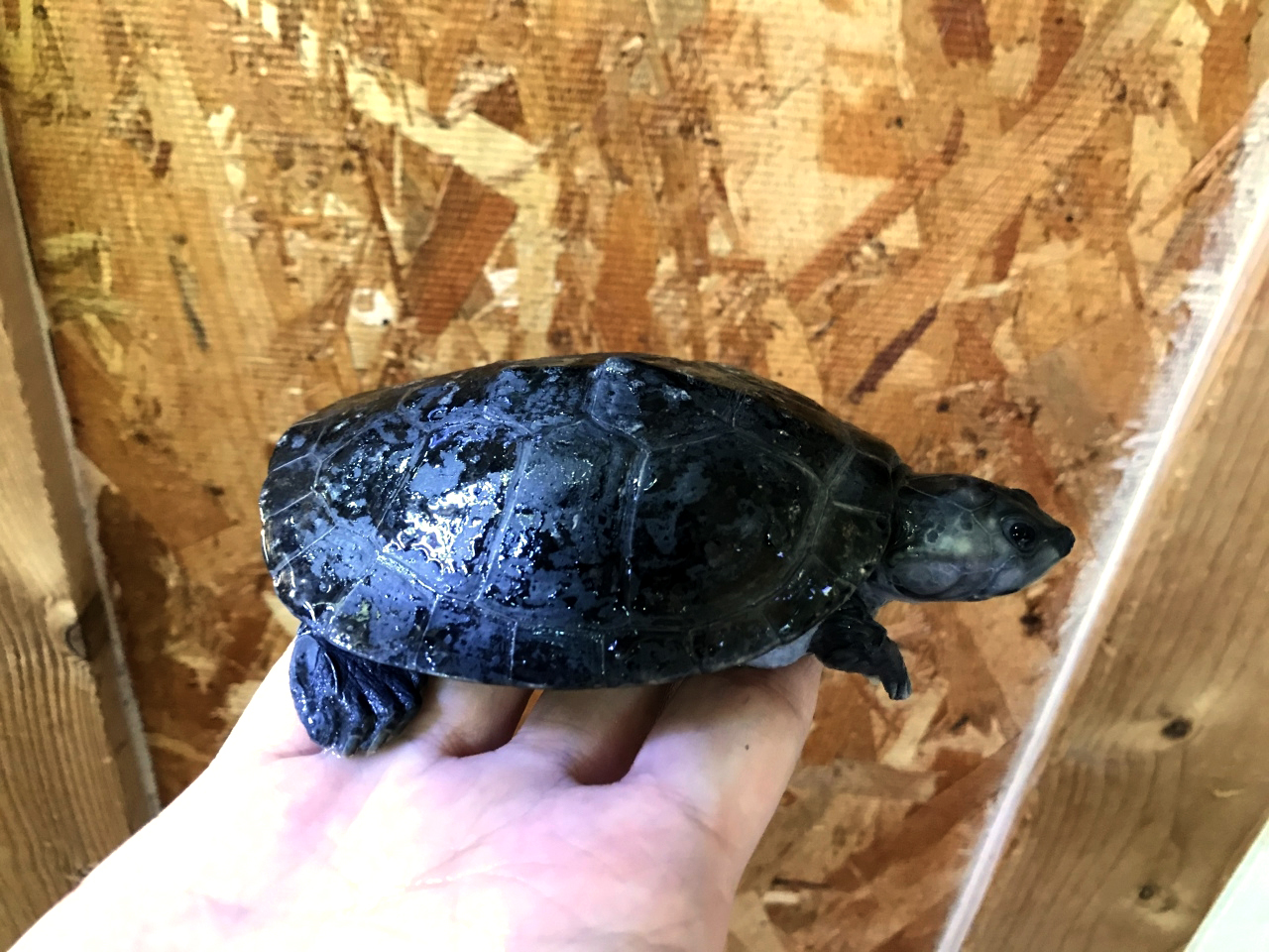 ムツコブヨコクビガメ(2)