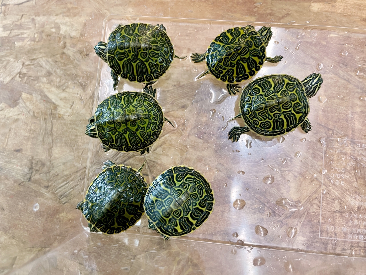 フロリダアカハラガメ(1)