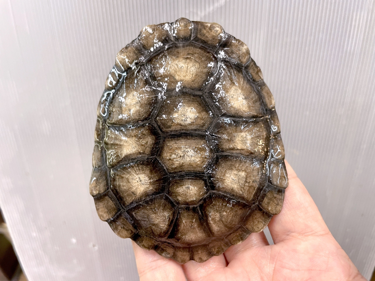 オーストラリアナガクビガメ(7)