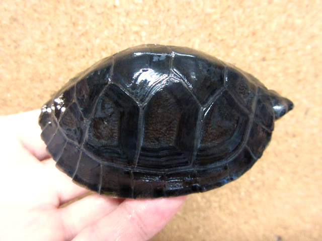 ボルネオカワガメ(10)