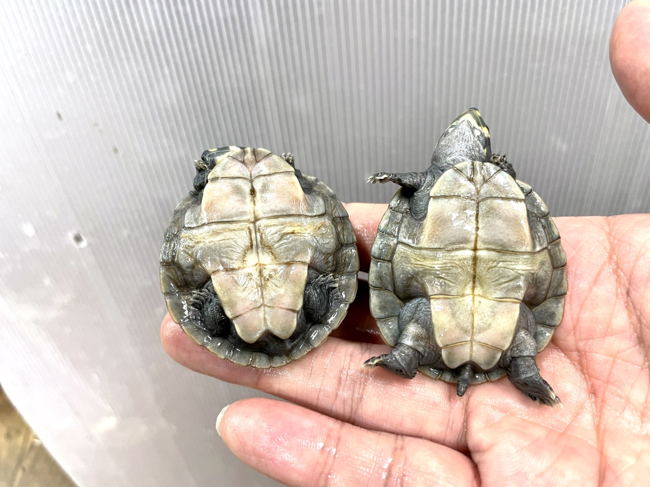 モンキヨコクビガメ(8)