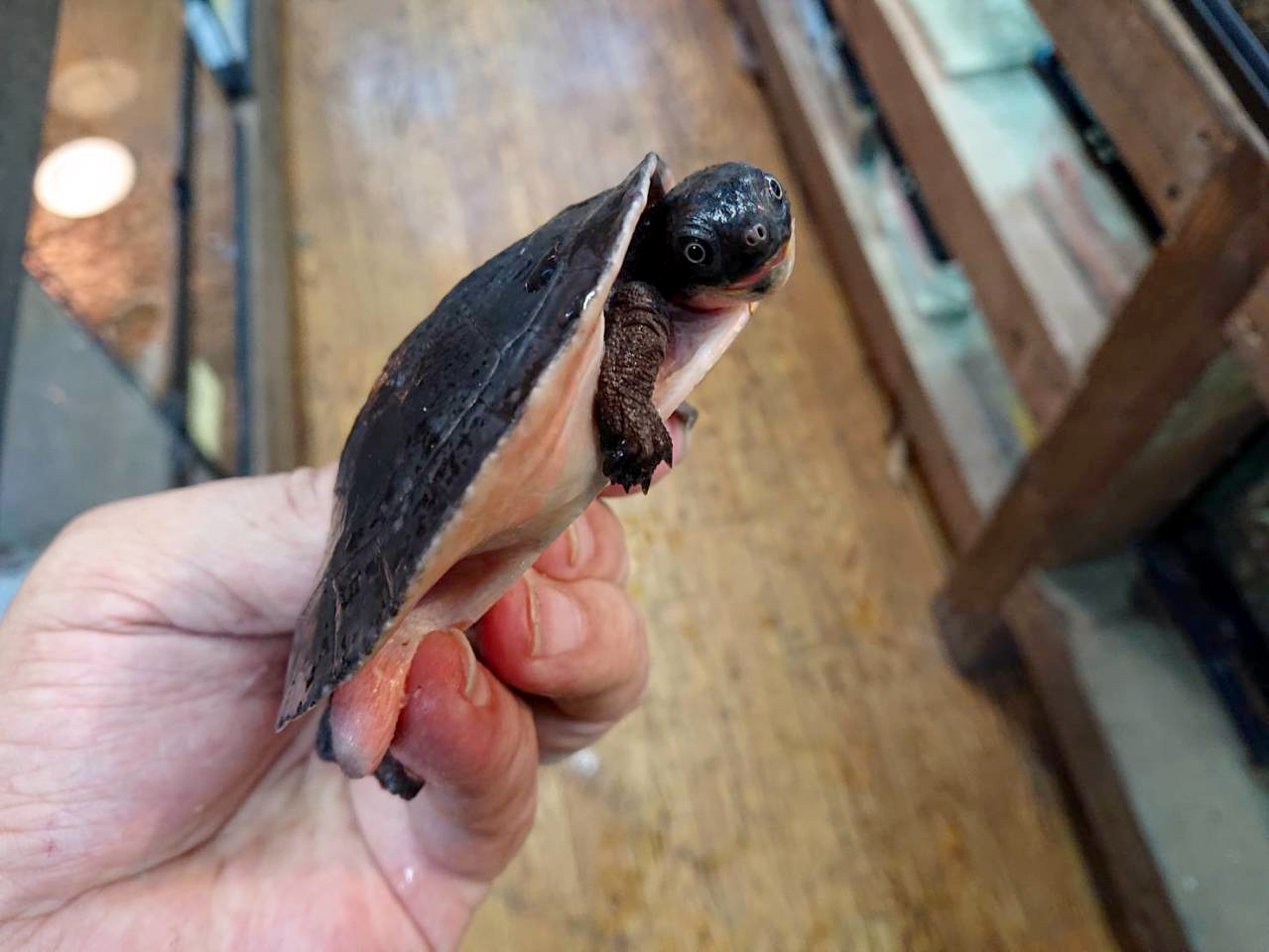 シュルツカブトガメ(3)