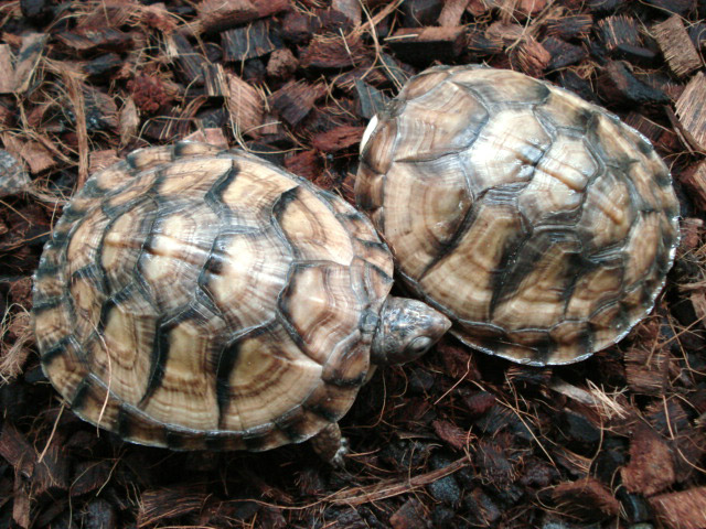 メキシコハコガメ(11)
