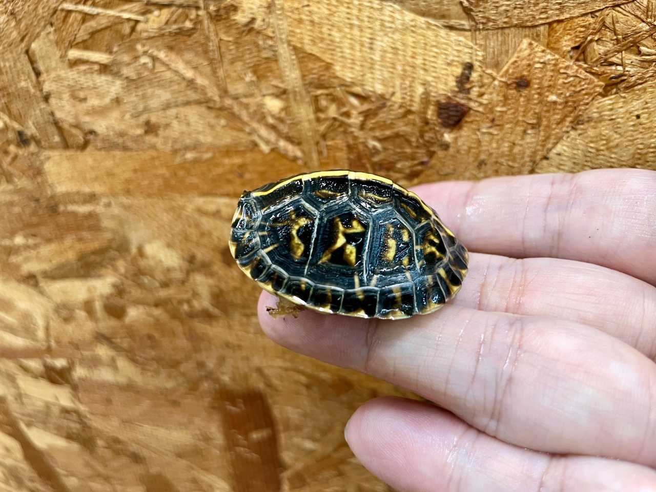 フロリダハコガメ(3)